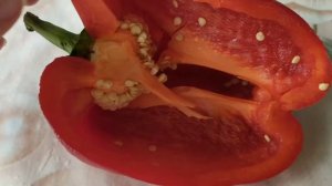 МОЖНО ЛИ САЖАТЬ СЕМЕНА ИЗ ПЕРЦА КУПЛЕННОГО В СУПЕРМАРКЕТЕ? Делюсь многолетним опытом.