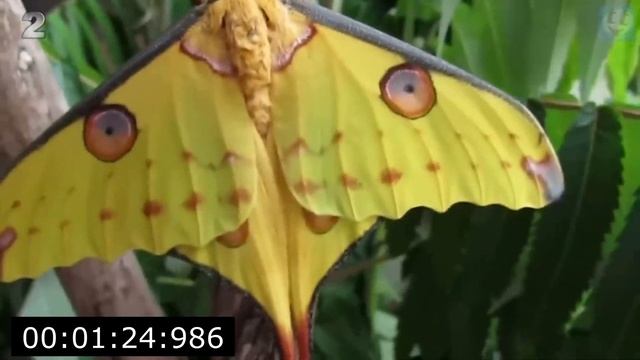 Красота дикой природы. Животные релакс, медитация (The beauty of the wild) смотреть онлайн