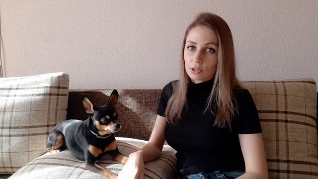 Что делать если собака грызет вещи? Как отучить собаку от плохого поведения? смотреть онлайн