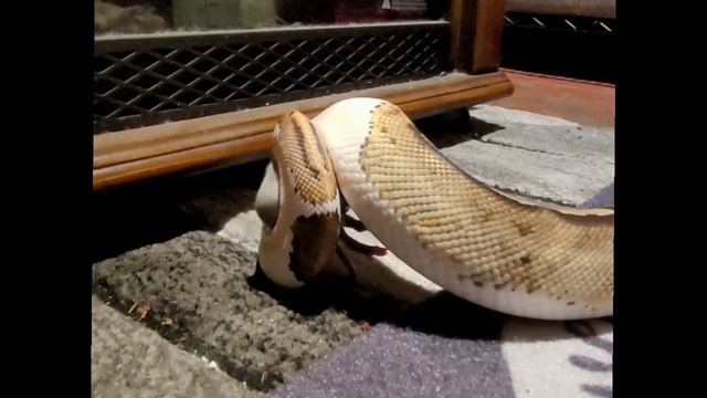 Pied Python chokes a rat pup / warning live feeding смотреть онлайн