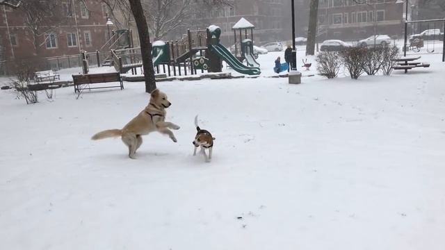 A beagle's winter wonderland смотреть онлайн