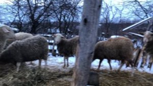 Невыгодное овцеводство с чего начать?