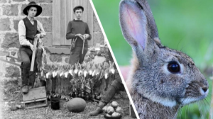 Удивительные Факты. Почему в Австралии не едят диких кроликов