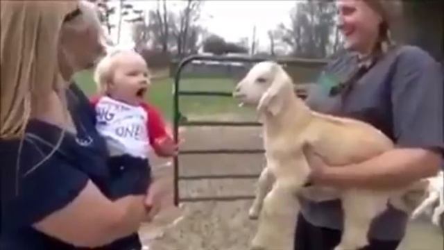 Баран смеется как ребенок // sheep laughs like a child смотреть онлайн