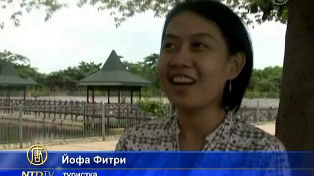 На гигантских китовых акул приезжают посмотреть смотреть онлайн