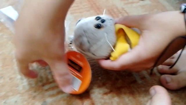 распаковка кота Басика смотреть онлайн