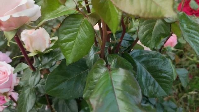 Красавица Сью Хипкен. Нежная #роза в Вашем саду? смотреть онлайн