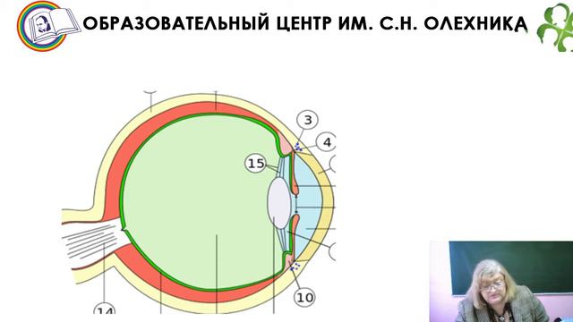 Органы чувств 1 й урок 8 й класс смотреть онлайн
