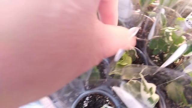 ВЫСТАВКА КОМНАТНЫХ РАСТЕНИЙ В КРАСНОДАРЕ . 3 апреля 2021 года. смотреть онлайн