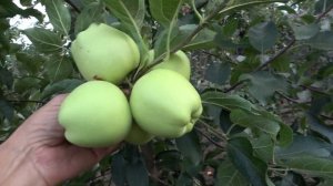 Яблоня СУПЕР ЧИФ, АМБРОЗИЯ, РЕД АТЛАС, ГОЛД ЧИФ, СКИФСКОЕ ЗОЛОТО, ФУБРАКС /Обзор 05.09.22г / Часть