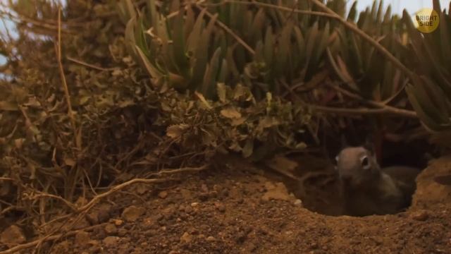 Meet One of the Most Mysterious Insects in the World смотреть онлайн
