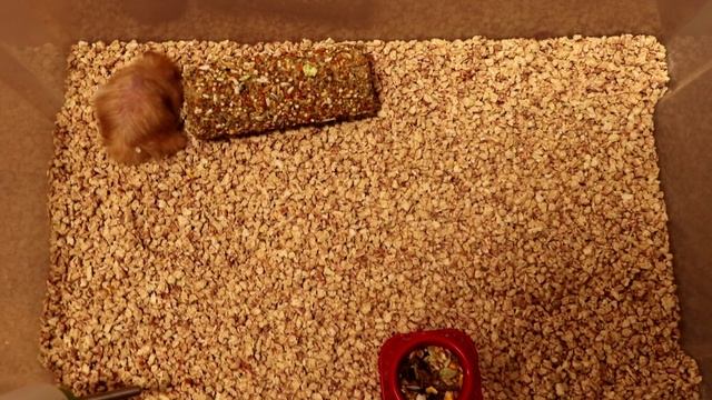 УБОРКА У НОВОРОЖДЕННЫХ ХОМЯЧКОВ смотреть онлайн