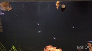 Дискусы, содержание, мой опыт!!