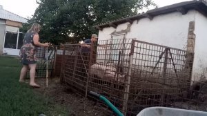 режем свинью