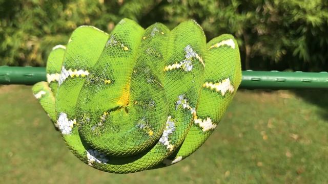 Nigel - Northern Emerald Tree Boa (Corallus Caninus) - 2160p смотреть онлайн