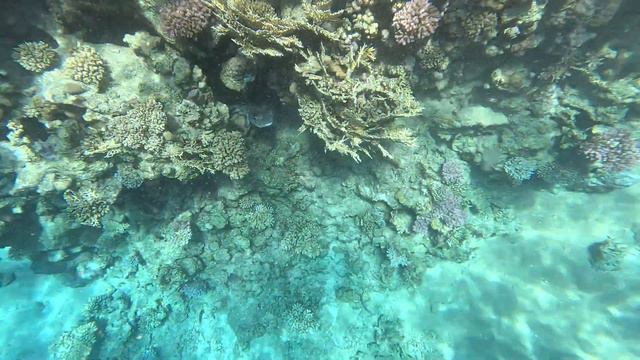 Reef Oasis Blue Bay - Big pufferfish смотреть онлайн