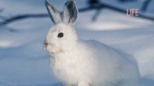 Как натаскать собаку на зайца? Секреты охоты на зайца с собакой!