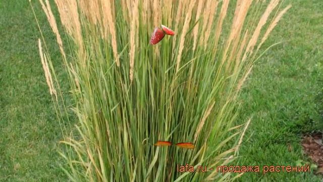 Вейник остроцветковый Карл Фоэстер ? обзор: как сажать, саженцы вейника Карл Фоэстер