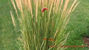 Вейник остроцветковый Карл Фоэстер ? обзор: как сажать, саженцы вейника Карл Фоэстер