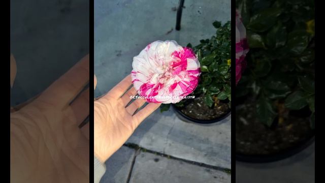 Julio Iglesias Variegated