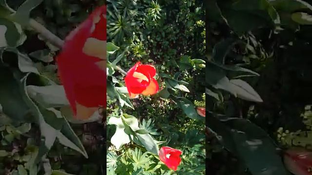 Мои цветы 10 мая