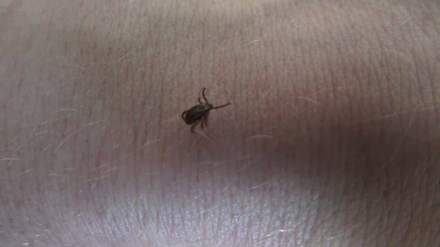 Животные в Зеркале