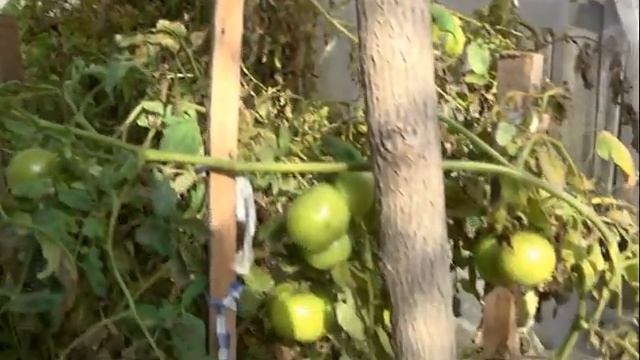 Урожай овощей ? ? поздней осенью ? / как укрыть овощи от заморозков. Оскаленко / Цветущий сад смотреть онлайн