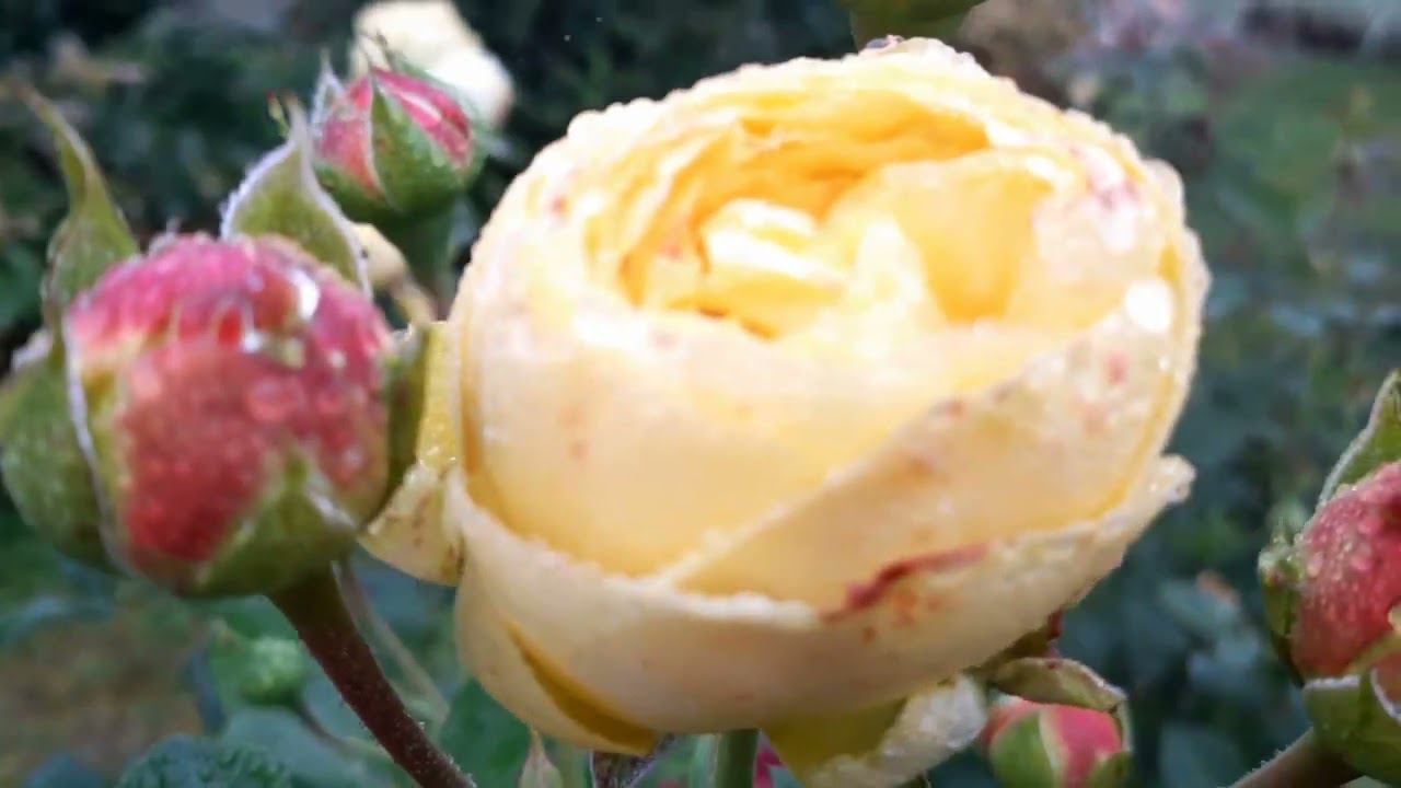 А что у нас в саду? А у нас в саду осень осенняя.... смотреть онлайн