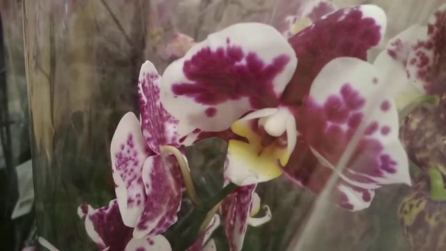 Новые орхидеи 🌹 в Ашане тц 7 небо 🌿(08.09.22) смотреть онлайн