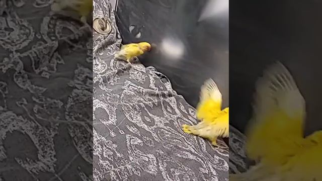 19 de julio de 2020 AGUILA UPDATE GULP STEWARD FROM BARCELONA SPAIN смотреть онлайн