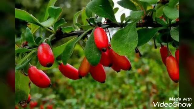 Common Barberry (Berberis Vulgaris ) Dracila - Lemnul Galben Planta Medicinala