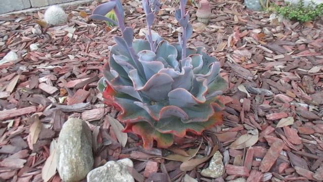 Search For Succulents - Echeveria Blue Waves - My Front Yard Garden - 2023 - 0707
