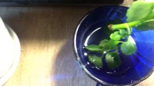 РАЗМНОЖЕНИЕ КАЛАНХОЭ. ЛИСТОМ. ЧЕРЕНКОМ