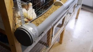 Обзор клетки для бройлеров на 75 голоа. Как выростить 75 бройлеров на двух квадратных метрах
