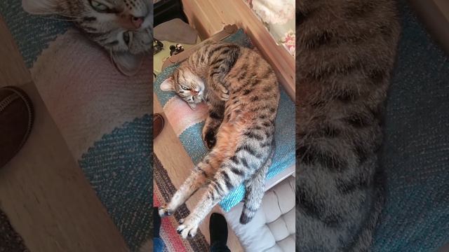 Потягушки смотреть онлайн