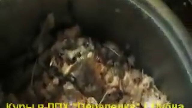 содержание кур в ЛПХ Перепелка г Дубна смотреть онлайн