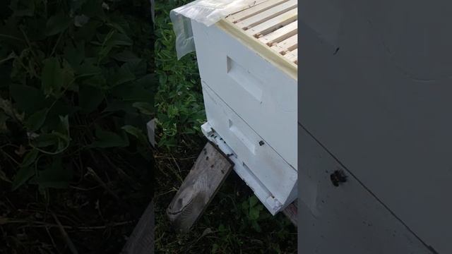Бакфаст в рутовском улее смотреть онлайн