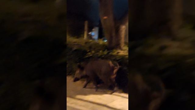а сегодня клыкастый кабан пришёл смотреть онлайн