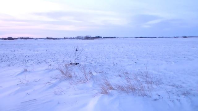 Петлями на лисиц! 3 января смотреть онлайн