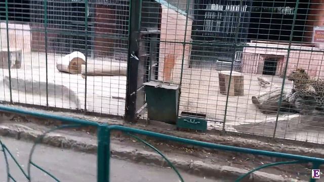 #3 VLOG ЗООПАРК ОДЕССА Ч 3 ZOO ODESSA смотреть онлайн