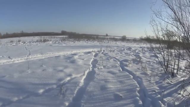 Охота 2019, на зайца зимой с ДРАТХААРОМ 2