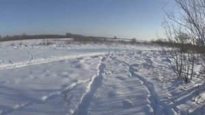 Охота 2019, на зайца зимой с ДРАТХААРОМ 2