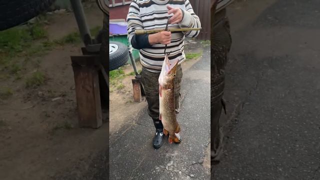 Рыбалка Волхов #рыбалка смотреть онлайн