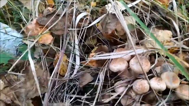 Опята - осень 2019 смотреть онлайн