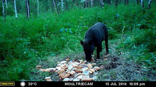 Прикормил кабана.wild boar eats. смотреть онлайн