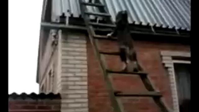 Собака лезет по лестнице и танцует смотреть онлайн