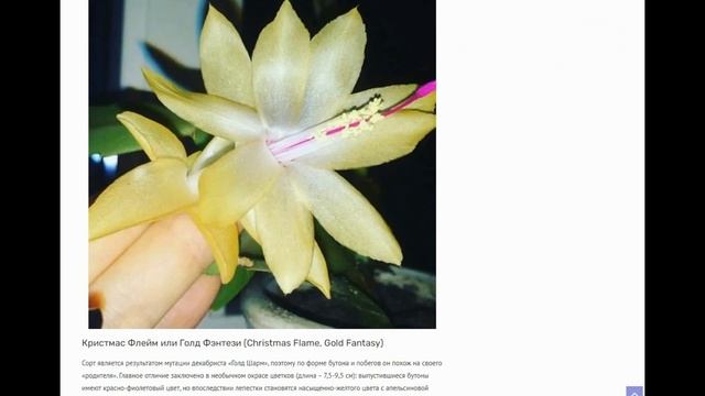 Желтый декабрист: обзор сортов необычной шлюмбергеры и правила ухода за редким зигокактусом смотреть онлайн