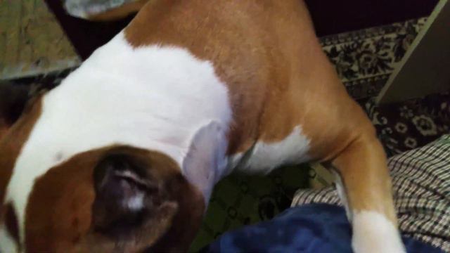 Встречаю на прогулке разные породы собак + влог с амстаффом из дома