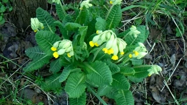 Лесная примула смотреть онлайн
