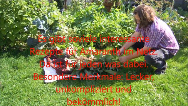 Gartenfreuden: Amaranth - In Deutschland Angebaut